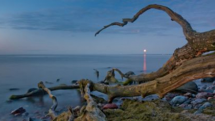 В Балтийском море обнаружили древний затонувший лес